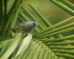 Yellow-Winged Tanager