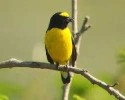 Scrub euphonia 