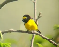 Scrub euphonia 