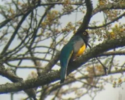 Violaceus trogon