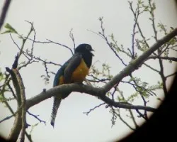 Violaceus trogon