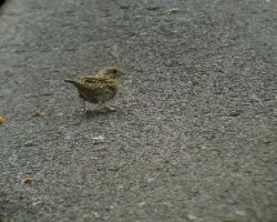 Lincoln Sparrow