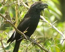 Crotophaga sulcirostris 