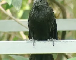 Groove-Billed Ani