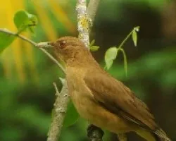 Clay-Colored Thrush
