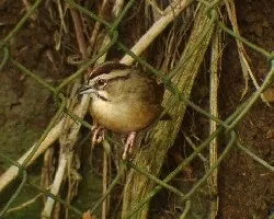 Rusty Sparrow