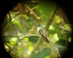 Amazilia cyanocephala