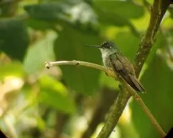 Amazilia cyanocephala