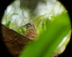 Aimophila rufescens