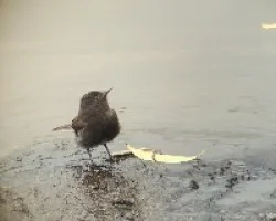 Black phoebe