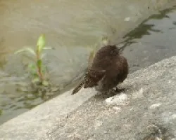 Black Phoebe