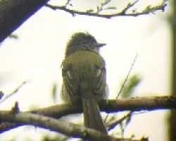 Tolmomyias sulphurescens