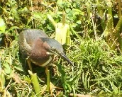 Green heron
