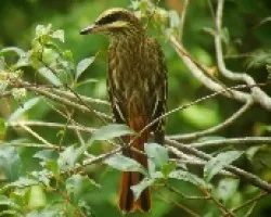 Myiodynastes maculatus