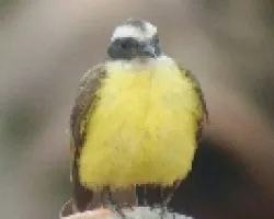 Myiozetetes similis