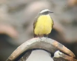 Myiozetetes similis