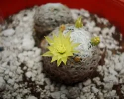 Mammillaria