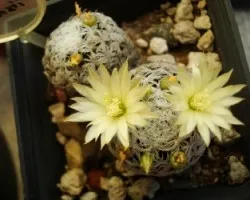 Mammillaria