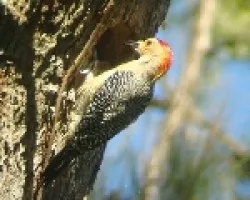 Melanerpes