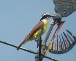 Great Kiskadee