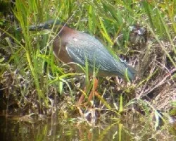Green heron