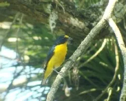 Yelloy Throathed Euphonia