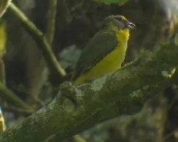 Eufonia
