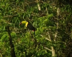 Ramphastos sulfuratus