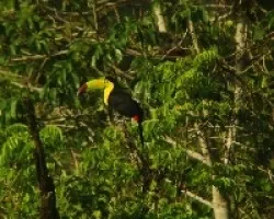 Ramphastos sulfuratus