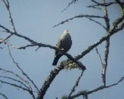 Blue ground Dove