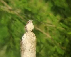 Rufinucha I