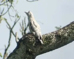 Potoo