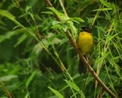 Atlapetes albinucha