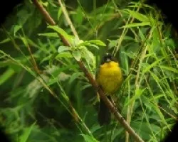 Atlapetes albinucha