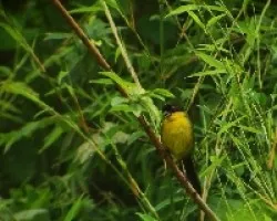 Atlapetes albinucha