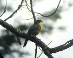 Atlapetes albinucha