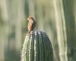 Mexicano I