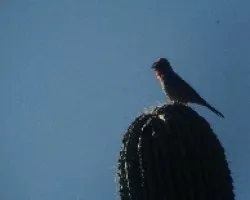Mexicano II