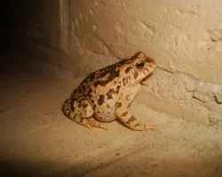 Sapo I