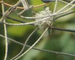 Colibri suicida