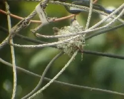 Colibri sucida II