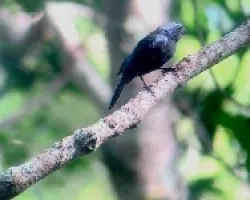 Cyanocompsa parellina