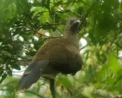 la chachalaca