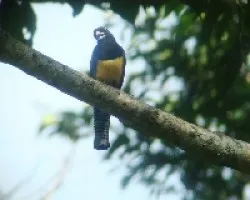 TROGON 1