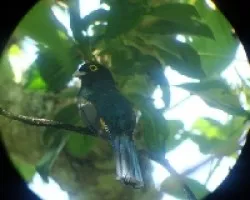 TROGON 2