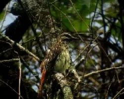 mojado