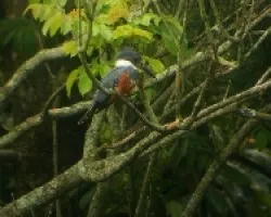 Martin Pescador 2