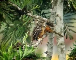 Campylorhynchus zonatus