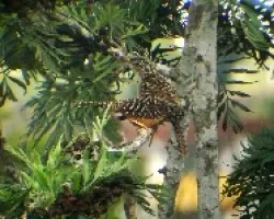 Campylorhynchus zonatus