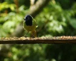 Green Jay